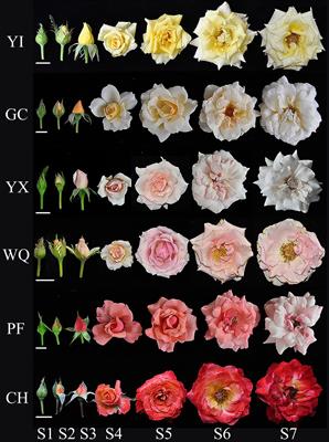 Determination of Flavonoids and Carotenoids and Their Contributions to Various Colors of Rose Cultivars (Rosa spp.)